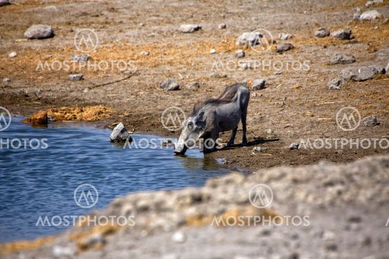 a warthog drinking water in etosha national park namibia