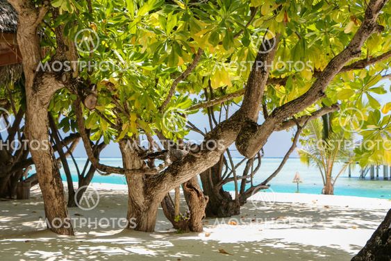 Green tree and palm on white sand beach. Maldives island.