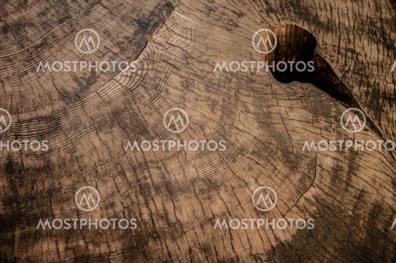 wood Sequoia texture