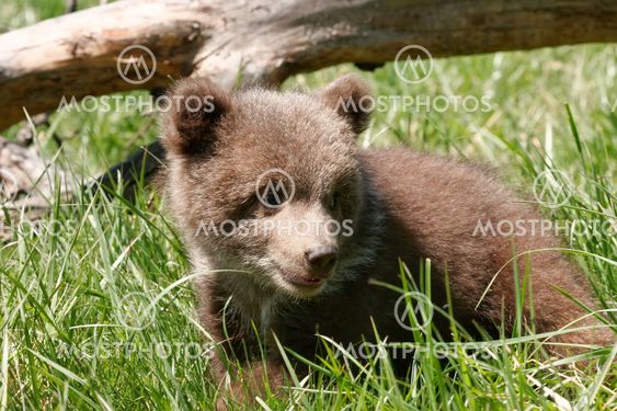 Grizzly bear cub sitting in green grass