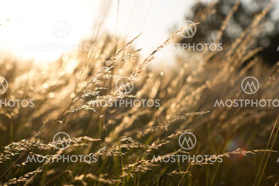Wild grass field landscape with spikes. Rural scene....