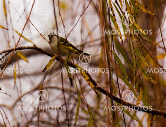 Warbler