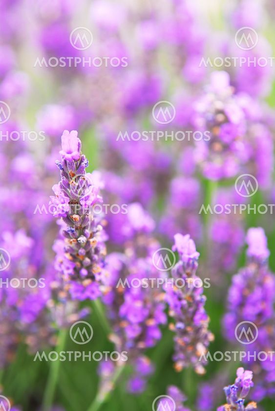 Lavender