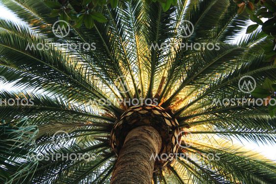 The palm