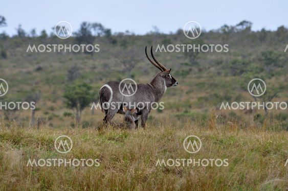 Waterbuck