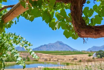 Outdoor, vineyard or branch of tree for farming...