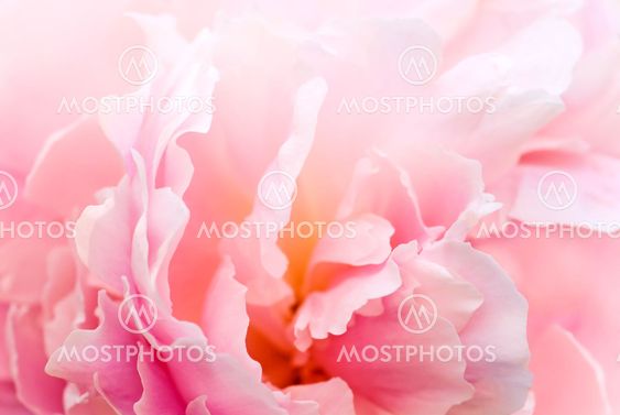 Peony background