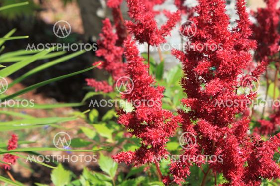 Red Astilbe