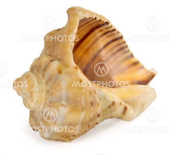 Shell isolated on white