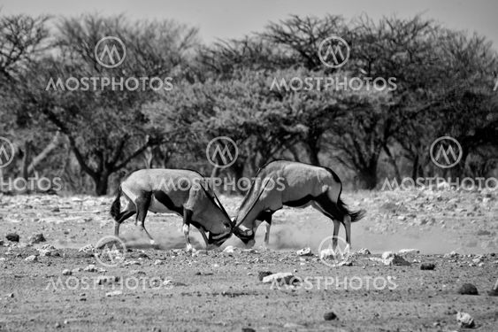 two oryx fighting at etosha national park namibia