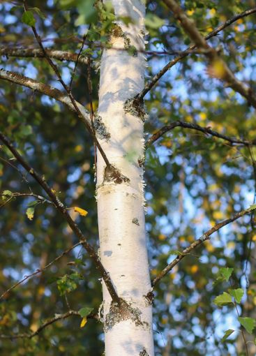 Tranquil autumn nature background in a sunset light....