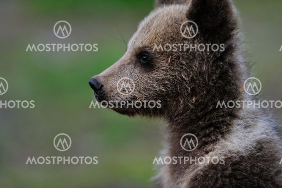 Brown bear cub portrait
