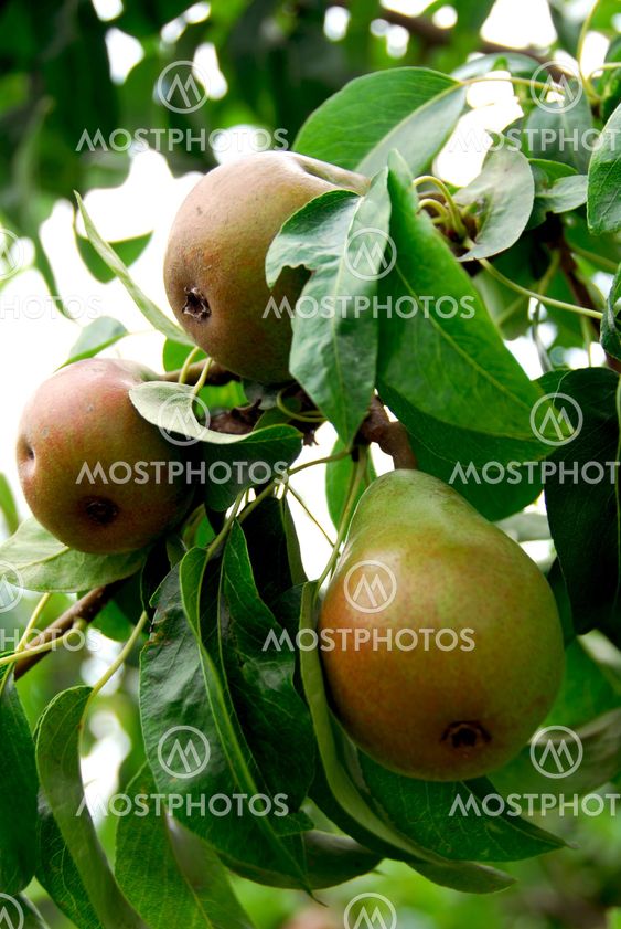Pears