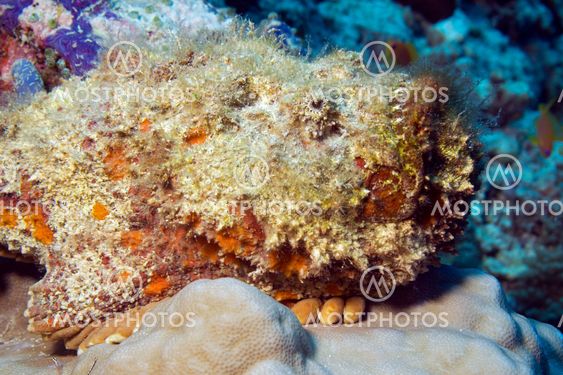 Stonefish