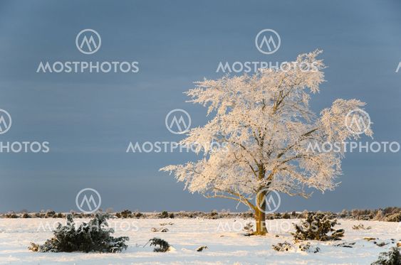 Big solitude elm tree in a winter landscape