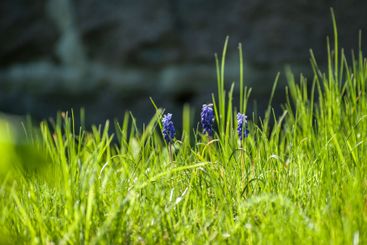 vibrant purple wildflowers blooming in lush green grass.