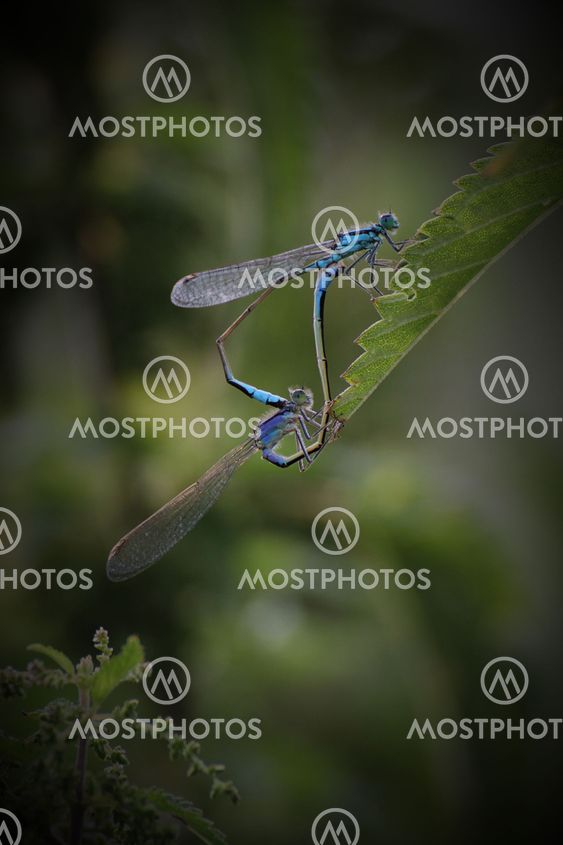 Mating Northern Bluets