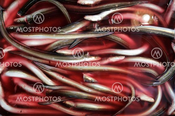 fresh eels