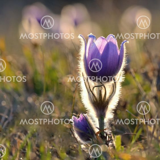 Pasque Flower blooming on spring meadow at the sunset -...
