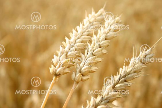 Wheat fields