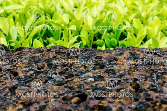 old laterite brick with green leaf background
