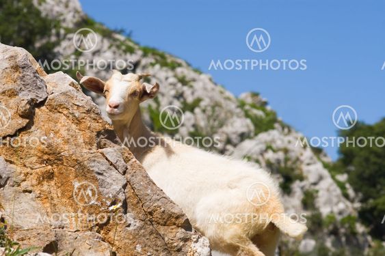 Goat in Picos de Europa, Asturias, Spain