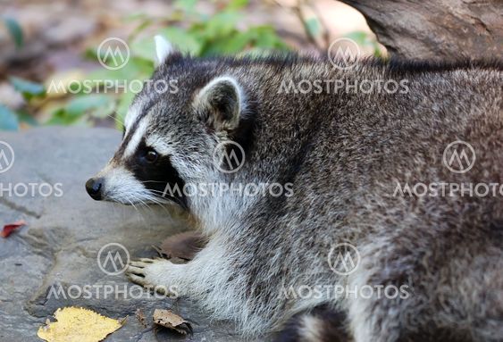 Common Raccoon (Procyon lotor)