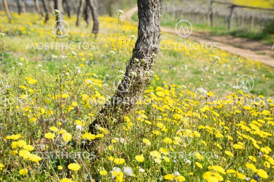 Dandelion blooming among vineyards.
