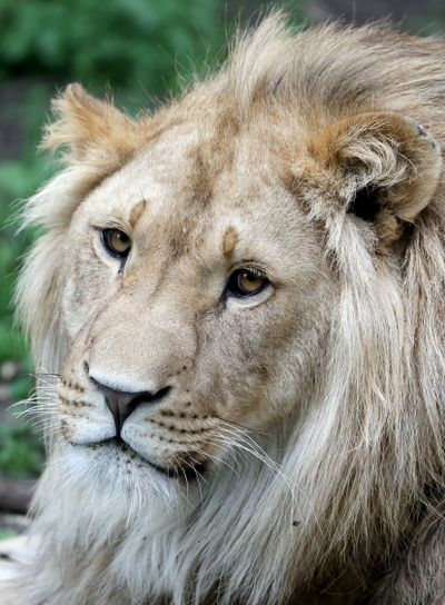 Male lion portrait