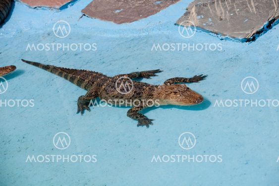 North American Aligator