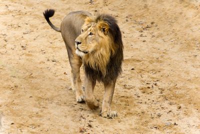 Lion in sand