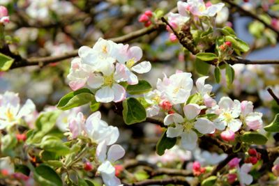 Branches with flowers of apple.