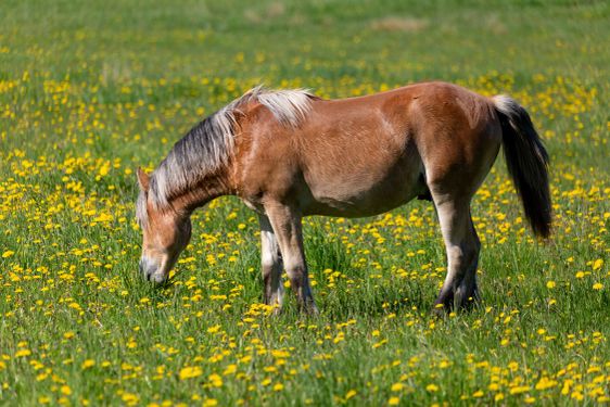 Hingst
