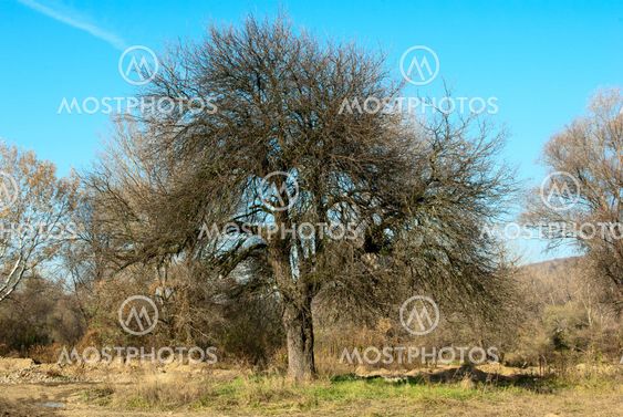 Tree over sky background