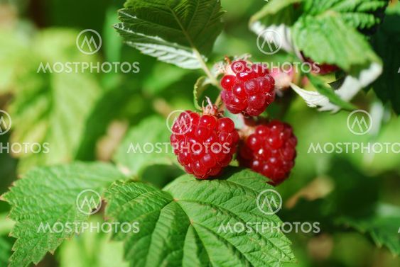 Group of ripe raspberries