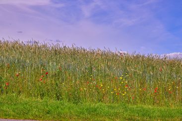 Poppies, outdoor field and natural sky in countryside,...