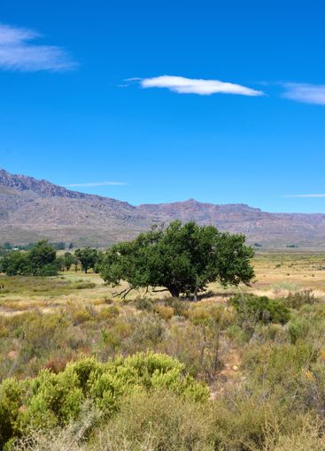 Blue sky, field and landscape with trees in wilderness...
