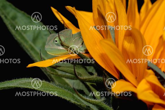 chameleon