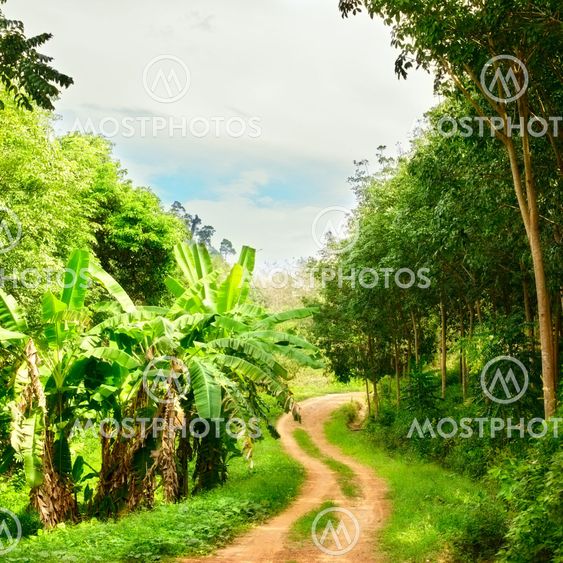 Road Jungle