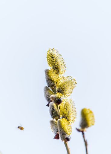 Nature awakes in spring. Blooming willow twigs and furry...