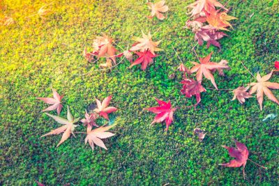 Red Yellow autumn maple leaves on fresh spring green grass