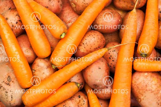 Freshly harvested organic potatoes and carrots