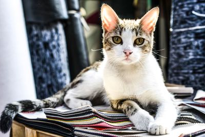 Domestic white cat looking at the photographer