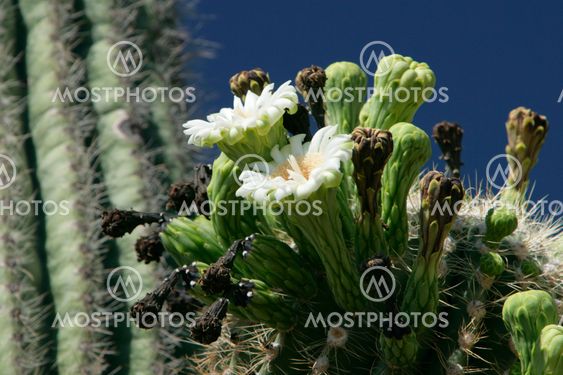 Saguaro Cactus in Bloom