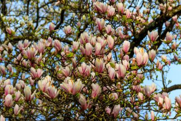 Beautiful blooming pink magnolia tree in park