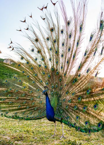 A vibrant peacock displaying its colorful feathers in a...