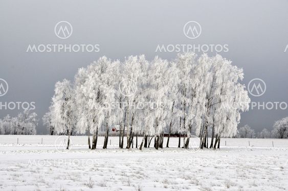 Birch trees in winter
