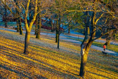 Vitabergsparken vid solnedgång