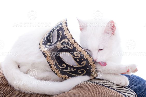 White cat on a white background