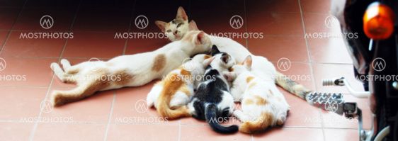 Feeding Frenzy
